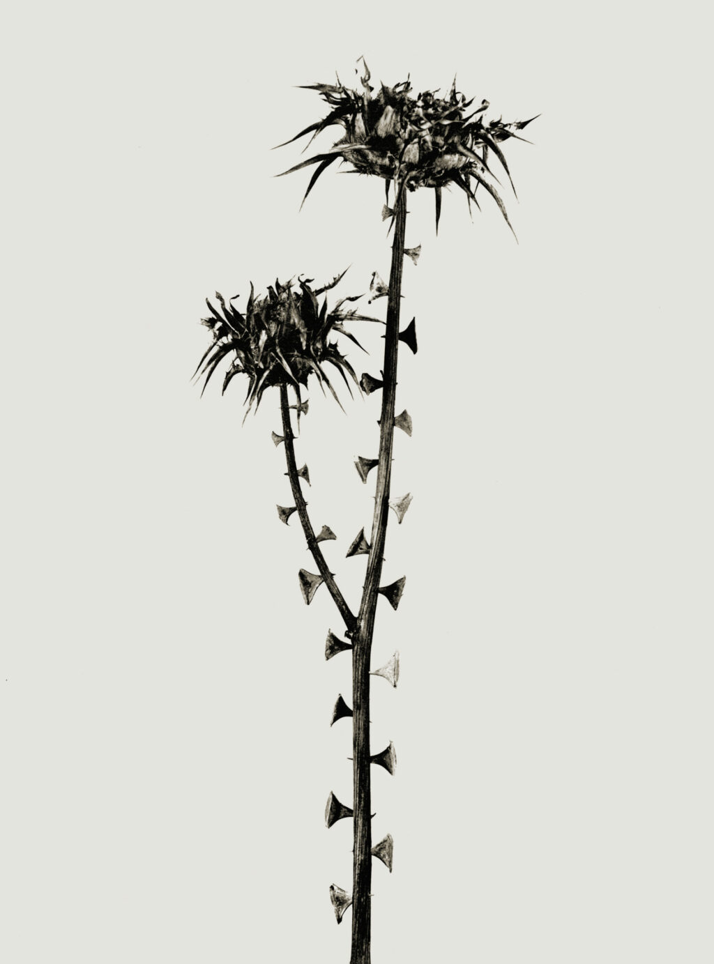 © Joan Fontcuberta, « Braohypoda frustrata », Herbarium, 1984 | fontcuberta.com