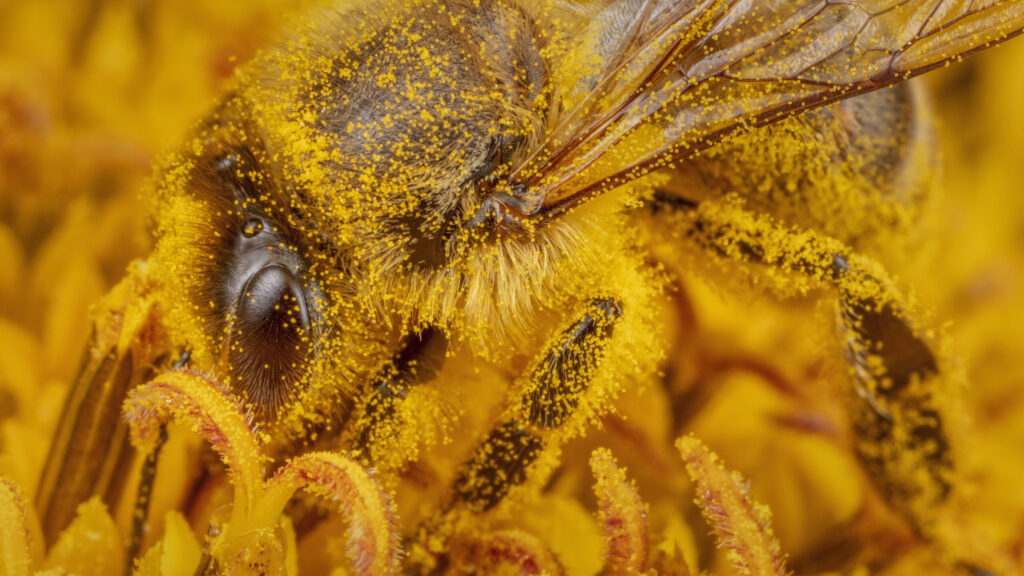 © Ingo Arndt, « Honeybees », 2020