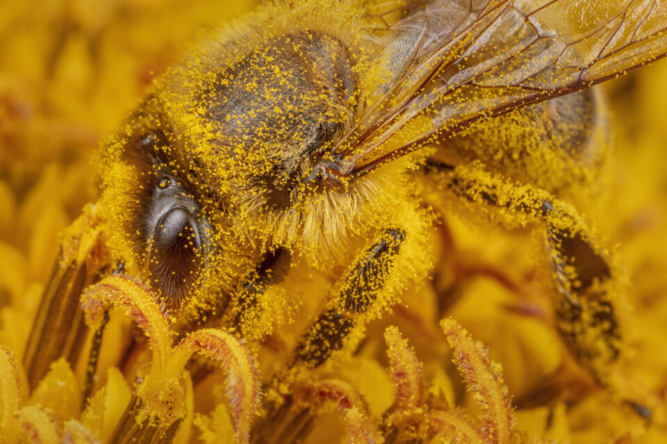 © Ingo Arndt, « Honeybees », 2020